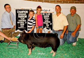 Team Purebred Barrow Show