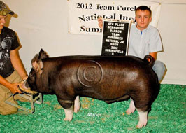 Team Purebred Barrow Show