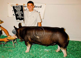 Team Purebred Barrow Show