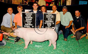 Team Purebred Barrow Show