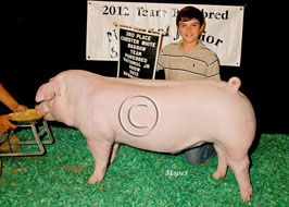 Team Purebred Barrow Show