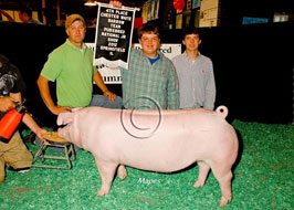Team Purebred Barrow Show