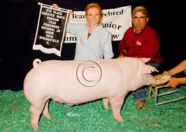 Team Purebred Barrow Show