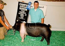 Team Purebred Barrow Show