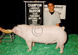 Team Purebred Barrow Show