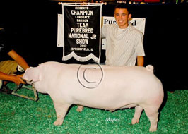 Team Purebred Barrow Show