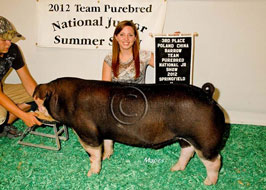 Team Purebred Barrow Show