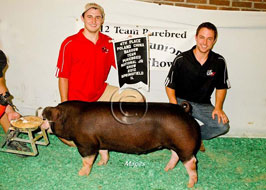 Team Purebred Barrow Show