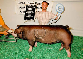 Team Purebred Barrow Show