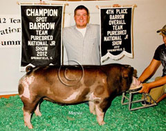 Team Purebred Barrow Show