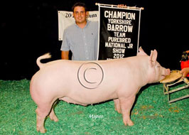 Team Purebred Barrow Show
