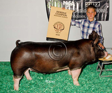 World Pork Expo Jr Barrow Show Winner