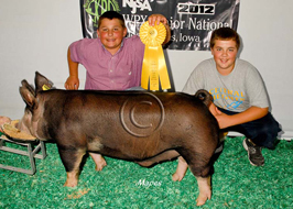 World Pork Expo Jr Barrow Show Winner