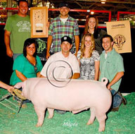 World Pork Expo Jr Barrow Show Winner