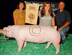 World Pork Expo Jr Barrow Show Winner
