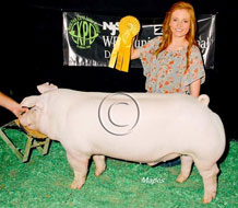 World Pork Expo Jr Barrow Show Winner
