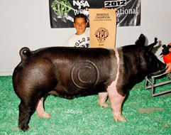World Pork Expo Jr Barrow Show Winner