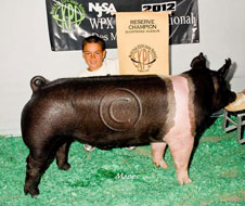 World Pork Expo Jr Barrow Show Winner