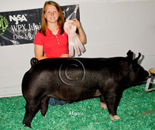 World Pork Expo Jr Barrow Show Winner