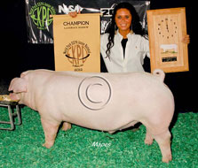 World Pork Expo Jr Barrow Show Winner