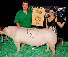 World Pork Expo Jr Barrow Show Winner