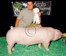 World Pork Expo Jr Barrow Show Winner
