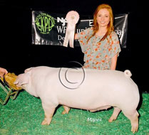 World Pork Expo Jr Barrow Show Winner