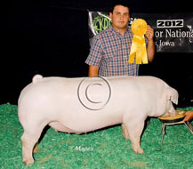 World Pork Expo Jr Barrow Show Winner