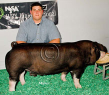 World Pork Expo Jr Barrow Show Winner