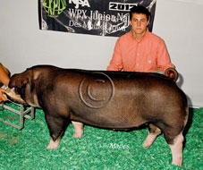 World Pork Expo Jr Barrow Show Winner