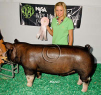 World Pork Expo Jr Barrow Show Winner
