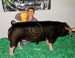World Pork Expo Jr Barrow Show Winner