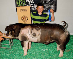 World Pork Expo Jr Barrow Show Winner