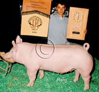 World Pork Expo Jr Barrow Show Winner