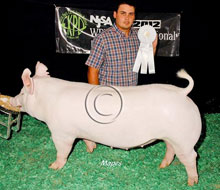 World Pork Expo Jr Barrow Show Winner