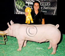 World Pork Expo Jr Barrow Show Winner