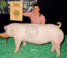 World Pork Expo Jr Gilt Show Winner