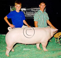 World Pork Expo Jr Gilt Show Winner