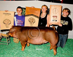 World Pork Expo Jr Gilt Show Winner