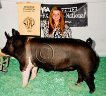 World Pork Expo Jr Gilt Show Winner