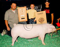 World Pork Expo Jr Gilt Show Winner