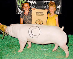 World Pork Expo Jr Gilt Show Winner