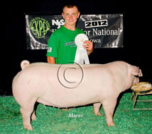 World Pork Expo Jr Gilt Show Winner