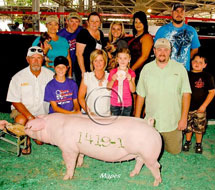 World Pork Expo Jr Gilt Show Winner