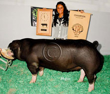 World Pork Expo Jr Gilt Show Winner