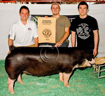 World Pork Expo Jr Gilt Show Winner