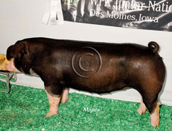 World Pork Expo Jr Gilt Show Winner