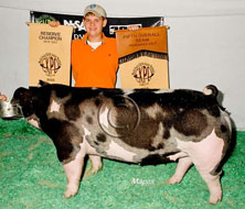 World Pork Expo Jr Gilt Show Winner