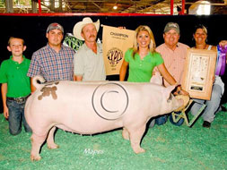 World Pork Expo Jr Gilt Show Winner