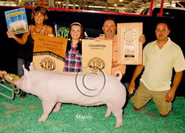 World Pork Expo Jr Gilt Show Winner